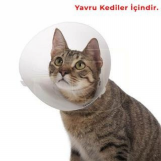 Tales Click Collar Şeffaf Yakalık 5 cm