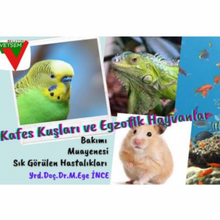 Kafes Kuşları, Akvaryum Balıkları ve Egzotik Küçük Memeli Hayvanlar, Sürüngenler; Bakımı, Muayenesi, Öne Çıkan Hastalıkları, Tedavi Metotları