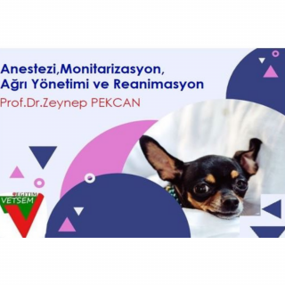 Küçük Hayvanlarda Anestezi, Monitarizasyon, Ağrı Yönetimi