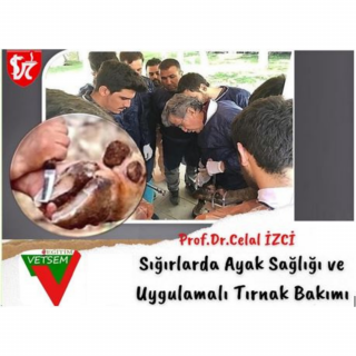 Sığırlarda Ayak Sağlığı ve Uygulamalı Tırnak Bakımı