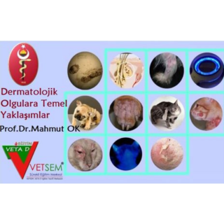 Kedi ve Köpeklerde Dermatolojik Olgulara Temel Yaklaşımlar