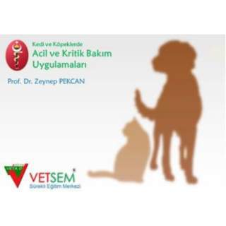 Kedi ve Köpeklerde Acil ve Kritik Bakım Cerrahi Uygulamaları