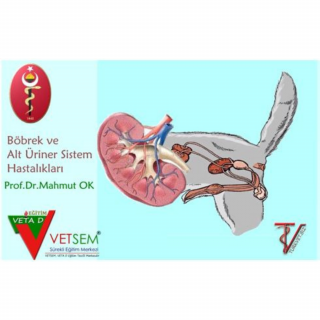 Kedi ve Köpeklerin Üriner Sistem Hastalıkları
