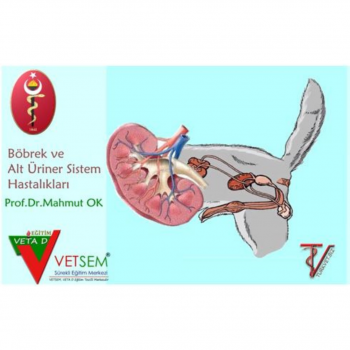 Kedi ve Köpeklerin Üriner Sistem Hastalıkları