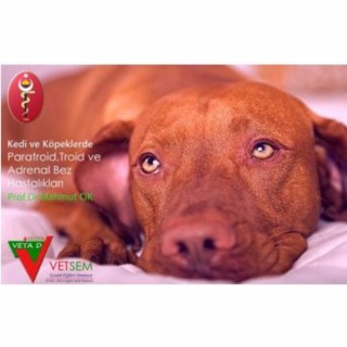 Kedi ve Köpeklerde Endokrin Sistem(Paratroid, Troid ve Adrenal Bez, Pankreas) Hastalıkları ve Diyabet